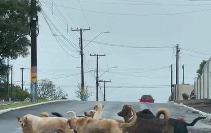 Aumento de animais abandonados preocupa entidades de Campo Erê