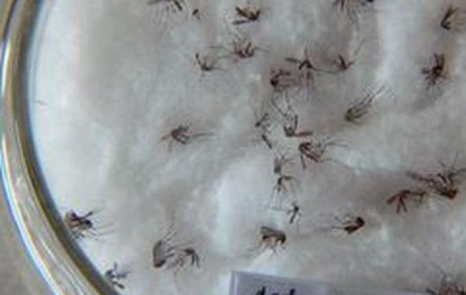 Casos de dengue em SC ultrapassam números totais de 2022 e já registram 89 mortes