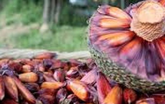 Polícia Ambiental libera colheita e comercialização do pinhão em Santa Catarina