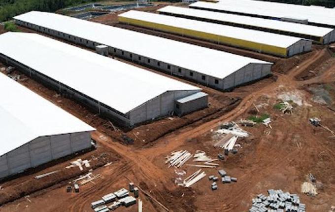 OUÇA: Nova granja de matrizes da Cooper A1 será inaugurada nesta sexta-feira