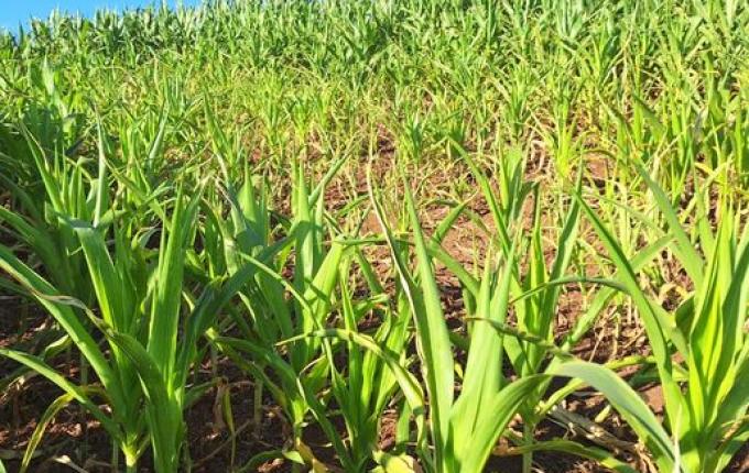 Estiagem afeta produção agrícola e leiteira em São Miguel do Oeste
