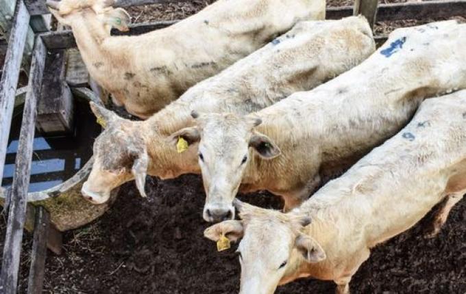 Primeiro remate online movimenta mais de R$ 500 mil