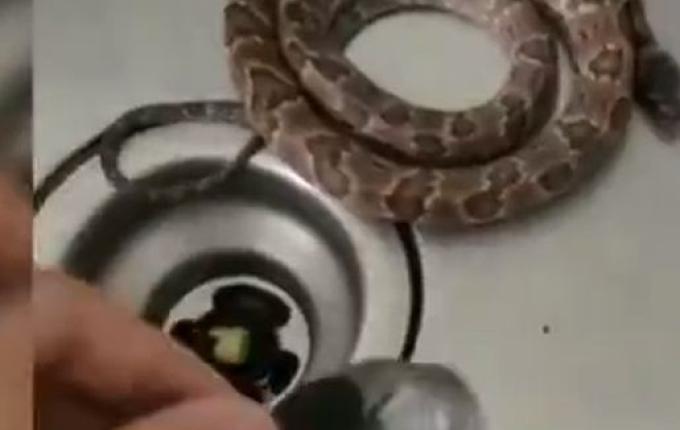 Cobra acorda homem ao fazer barulho dentro de casa em SC