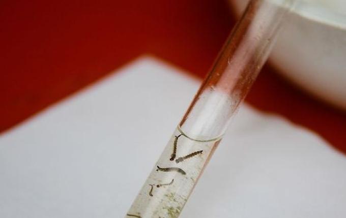 Em duas semanas, Itapiranga contabiliza 12 focos do mosquito da dengue