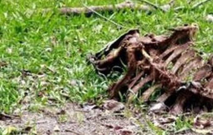 Empresa de compostagem inicia recolha de carcaças bovinas