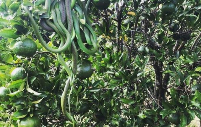 Cacho de cobras é achado no RS e exibe fenômeno raro