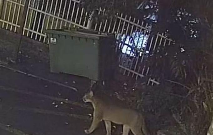 Onça-parda é flagrada em condomínio no centro de Gramado