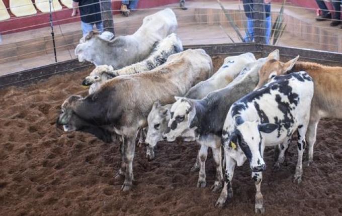 Associação dos Criadores de Bovinos define calendário de eventos para 2023