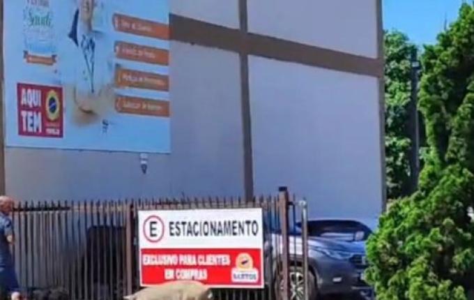 Porco ‘passeia’ em cidade da Serra Catarinense