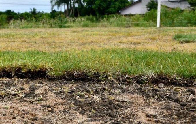 Complexo Educacional Olímpio Dal Magro recebe plantio do novo gramado