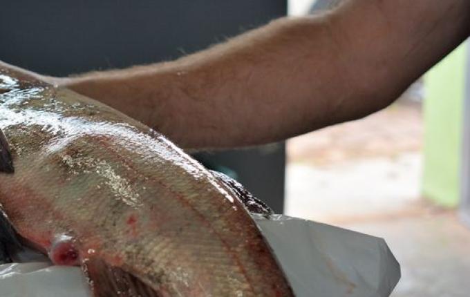 Cerca de 10 toneladas de peixes devem ser comercializadas em SMOeste