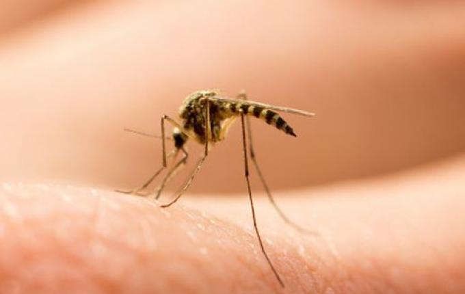 Extremo Oeste termina o ano com quase 9 mil casos de dengue