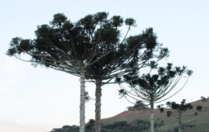 Serra Catarinense registra temperaturas negativas e alerta de neve continua