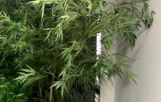 Polícia apreende pés de maconha com 2 metros de altura em SC
