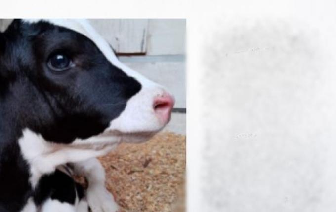 São João do Oeste inicia capacitação sobre criação de bezerras