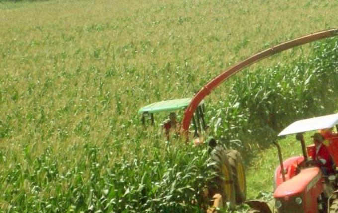 Epagri destaca importância da análise de solo para uma boa produção de silagem
