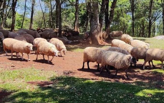 Ovinocultura de corte será tema de palestra durante a Expo Cedro