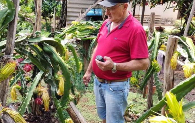 Produtor de pitayas de São José do Cedro comemora safra