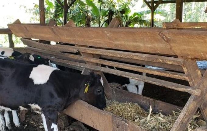 Projeto que cria o Concurso da Bezerra e da Novilha é aprovado em primeira votação