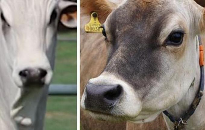 Nelore do tio ‘pula cerca’ e fecunda vacas Jersey do sobrinho e dono do touro pagará indenização