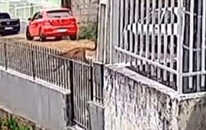 Morador fica frente a frente com onça-parda no meio da rua SC