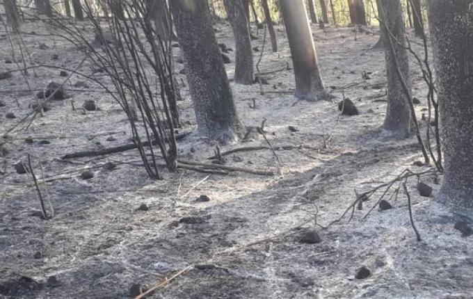 Incêndio consome pastagem e reflorestamento em Itapiranga