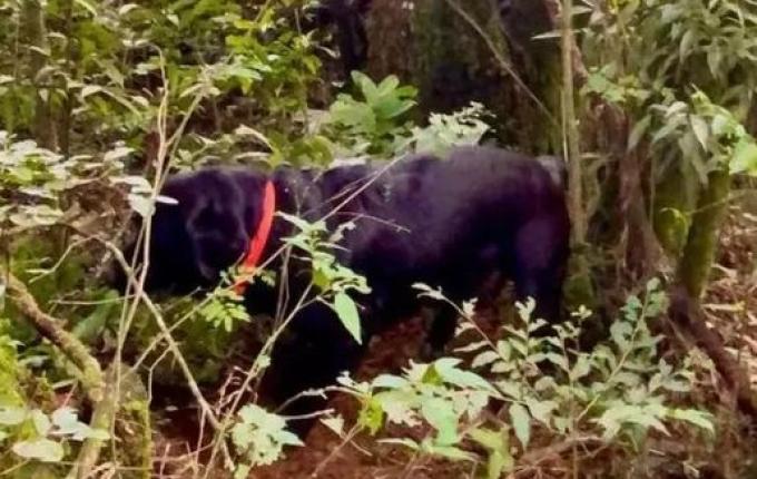 Polícia investiga esquartejamento após partes de corpo serem encontradas em SC