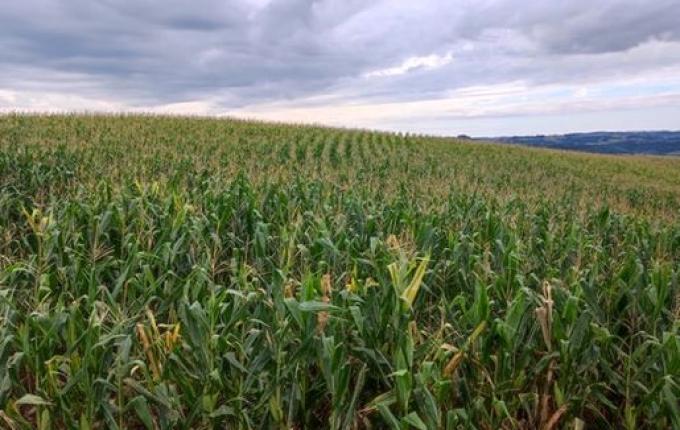 Excesso de chuva gera preocupação com a colheita do milho destinado para silagem