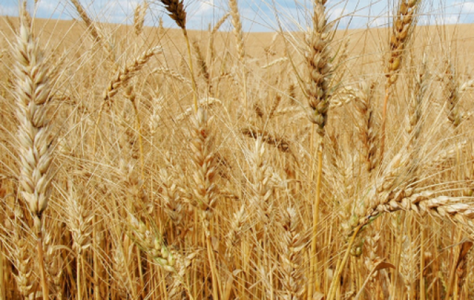 OUÇA: Plantio de trigo ressurge e deve bater recorde em Descanso