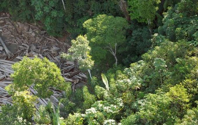 Venezuela é o país com maior perda de florestas na região amazônica, diz ONG