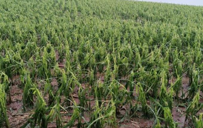 Itapiranga vai decretar situação de emergência em virtude de perdas na agricultura