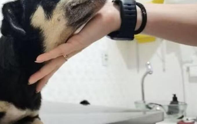 Cachorra prenha é enterrada viva em Joinville; adolescentes e mulher suspeitos são alvos da polícia