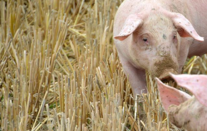 Segundo dados do IBGE, abate de suínos chega a recorde no segundo trimestre