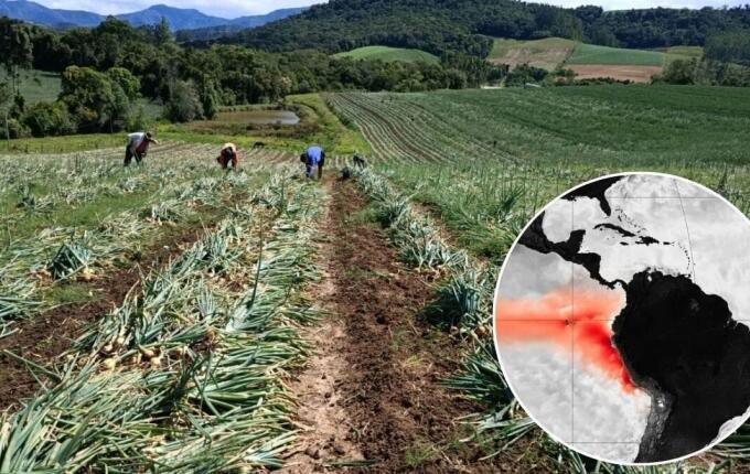 El Niño pode reduzir produção de trigo, alho e cebola em Santa Catarina
