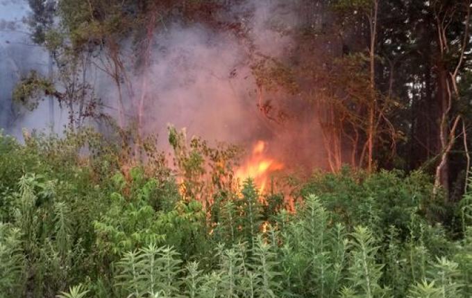 Vídeo: Incêndio florestal mobiliza bombeiros por sete horas no dia de natal