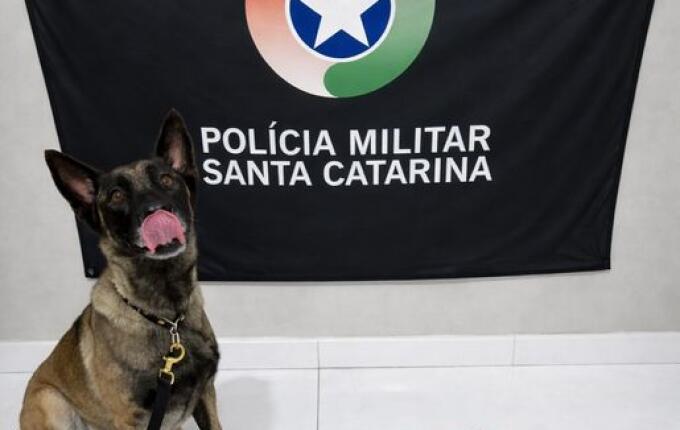 Cão encontra quase 800g de maconha em pátio de veículos apreendidos em SMO