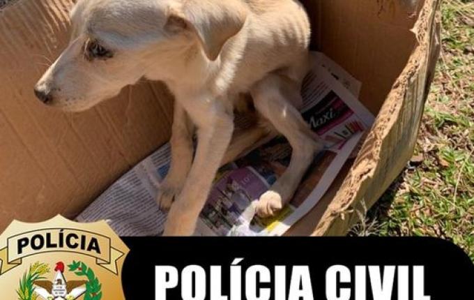 Polícia Civil resgata cachorro vítima de maus-tratos