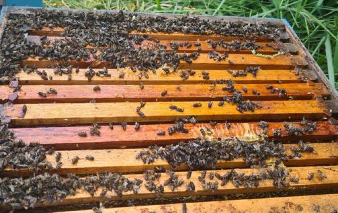 Apicultor registra morte de abelhas e suspeita de envenenamento