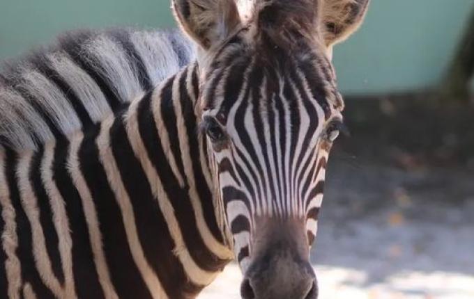 Filhote de zebra nasce em SC após gestação incomum no Brasil