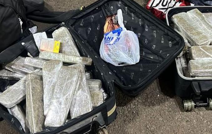 Cadela “Quântica” da PRF localiza maconha em ônibus na BR-163 em Guaraciaba