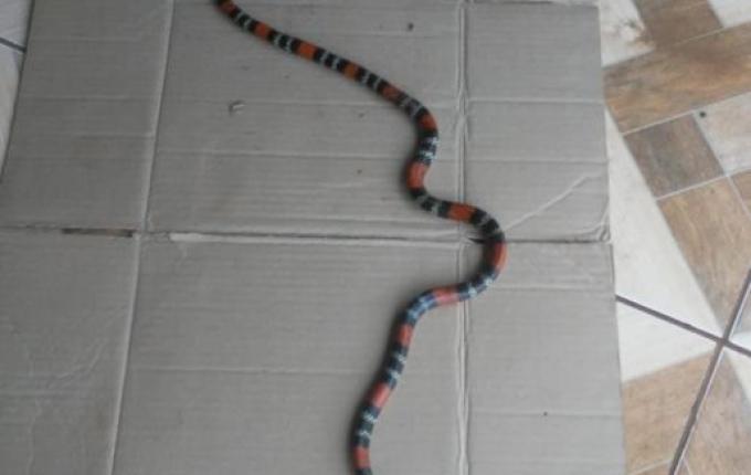 Moradores levam susto ao se deparar com cobra coral no interior de Riqueza