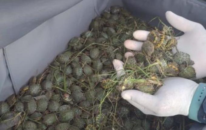 Casal de SC é preso com mil tartarugas escondidas no porta-malas de carro