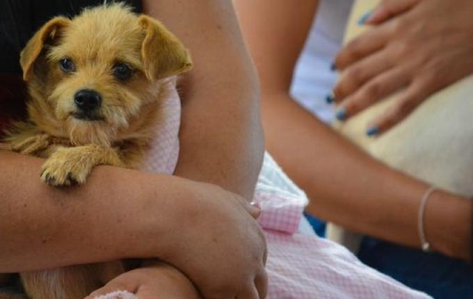 Faismo 2022: Desfile de cães é transferido por conta das condições climáticas