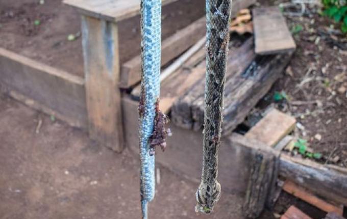 VÍDEO: Adolescente encontra Jararaca ao pegar lenha em SMO