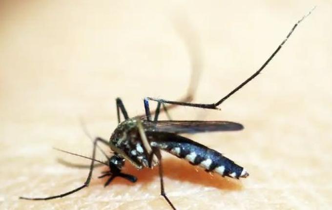 Dengue dispara e Santa Catarina ultrapassa 150 mortes pela doença