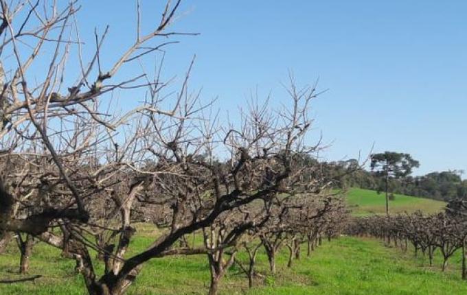 Poucos dias de frio prejudicam a produção de frutas