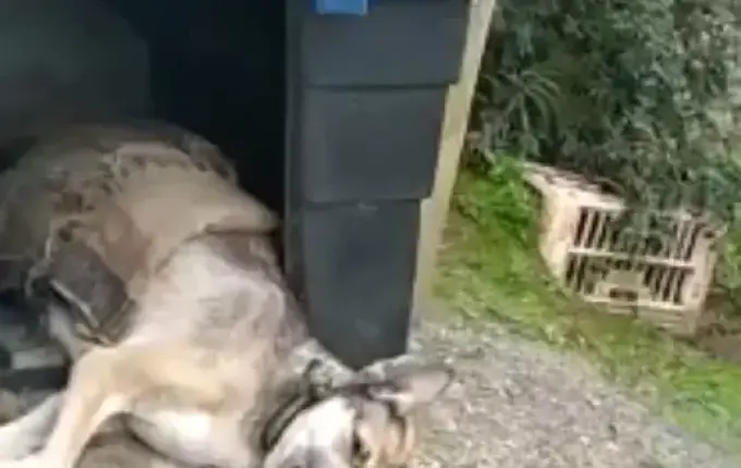 Homem é preso após tentar enterrar cachorra de ‘estimação’ viva em SC