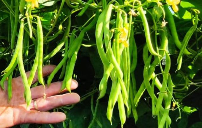 Ex-empresário do ramo frigorífico desempenha atividades com a produção de hortaliças