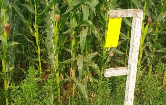 Programa Monitor SC continua combate à cigarrinha do milho em SMOeste