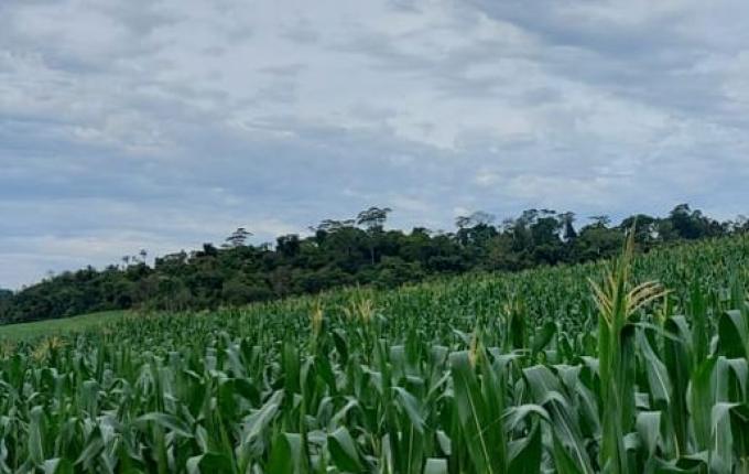 Itapiranga registra baixa procura por sementes de milho